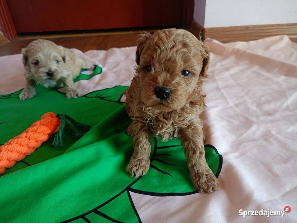 Maltipoo f1b Piesek Pozostałe Miechów