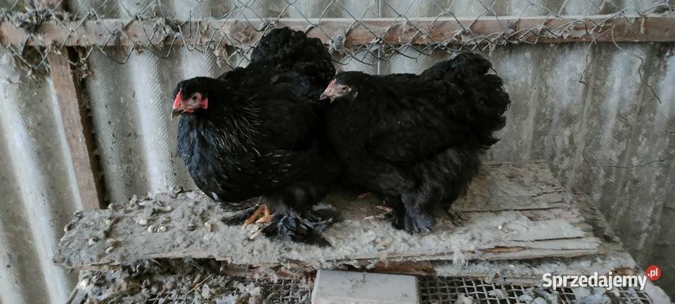 Kury kochiny olbrzymie Tokarówka