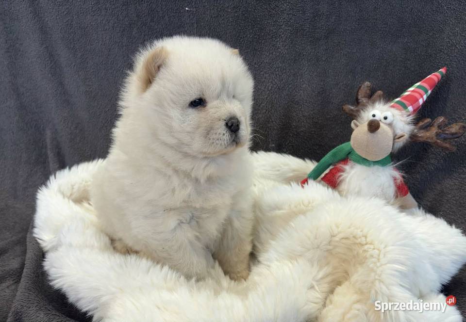 CHOW CHOW PIĘKNA SUNIA KREMOWA DO ODBIORU Warszawa