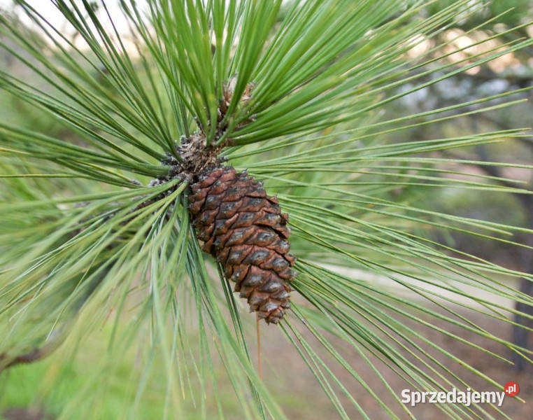 SOSNA ŻÓŁTA Pinus Ponderosa NASIONA 300 sztuk Lubanie