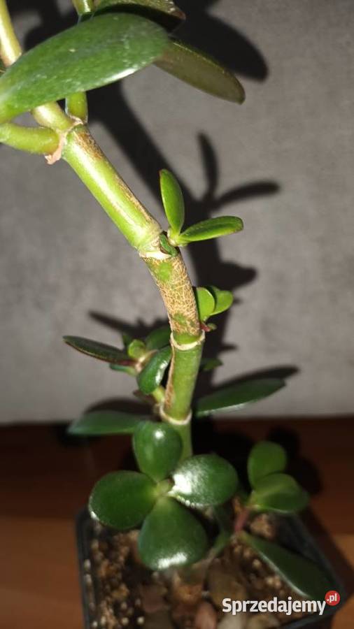 Grubosz crassula drzewko szczęscia 3 wys 33 mazowieckie Warszawa sprzedam