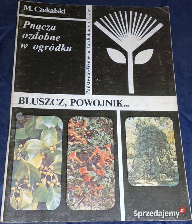 Pnącza ozdobne w ogródku Bluszcz powojnik M Książki i Podręczniki Chełm