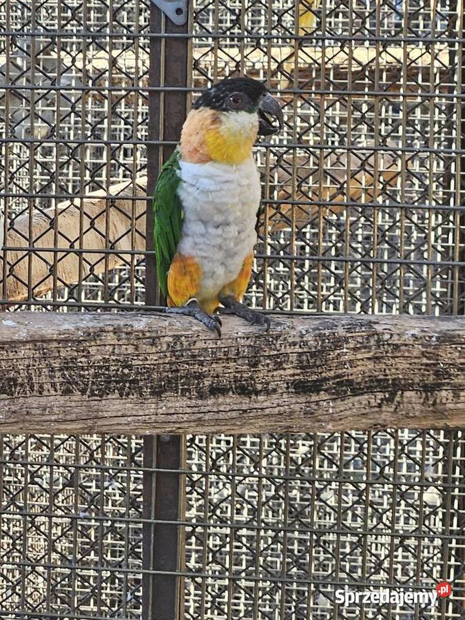 Barwinka czarnogłowa kujawsko-pomorskie Bydgoszcz