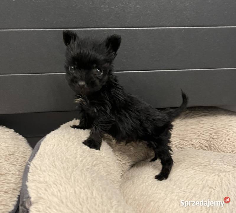 YorkShire Terrier suczka uroda lialeczki York lubuskie sprzedam