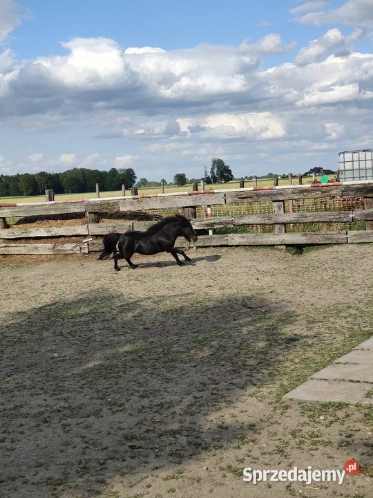 Kuc szetlandzki Rokiciny sprzedam