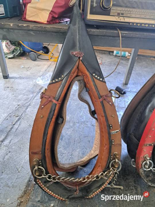 Homonta homonto Kluczbork