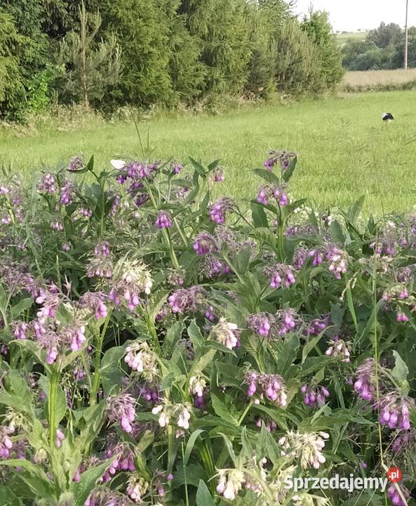 Mazurski Balsam z Żywokostu R Nidzica