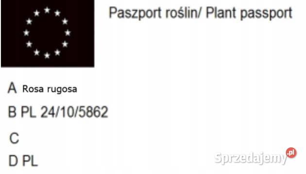 C2 RÓŻA POMARSZCZONA BIAŁA ROSA RUGOSA ALBA Miedźna