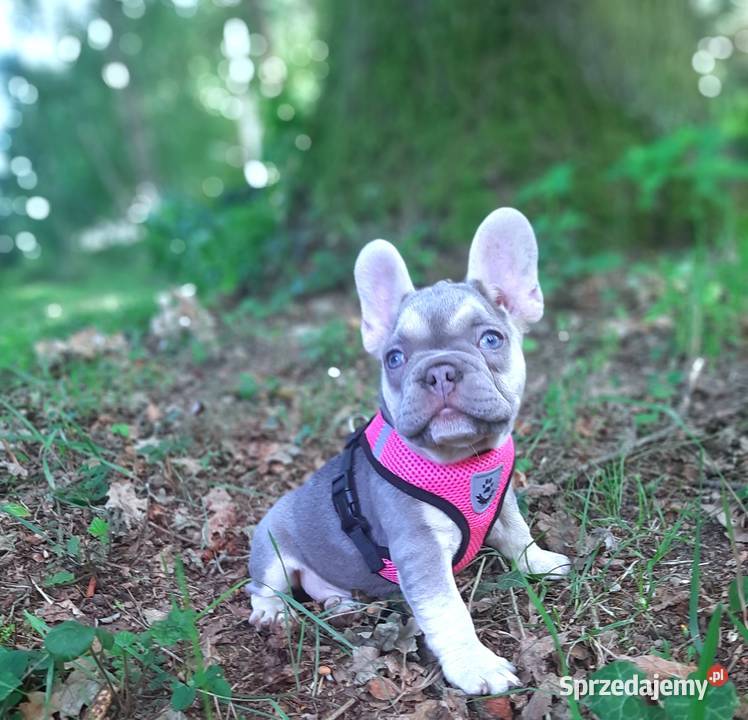 Buldog francuski liliowa suczka Pabianice