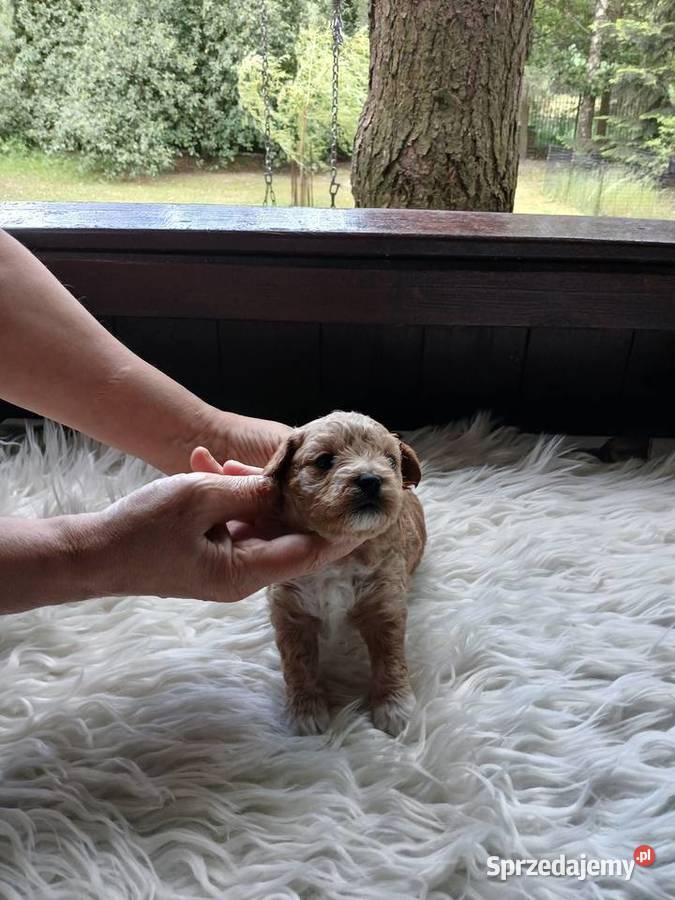 Maltipoo piesek mazowieckie Wyszków