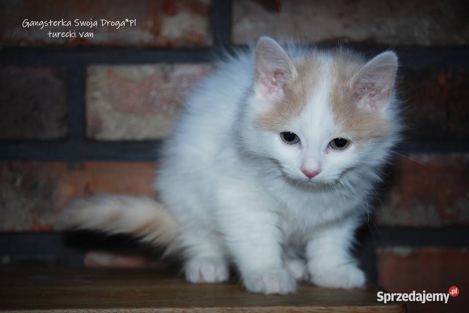 Gangsterka Swoją Drogą turecki van śląskie sprzedam