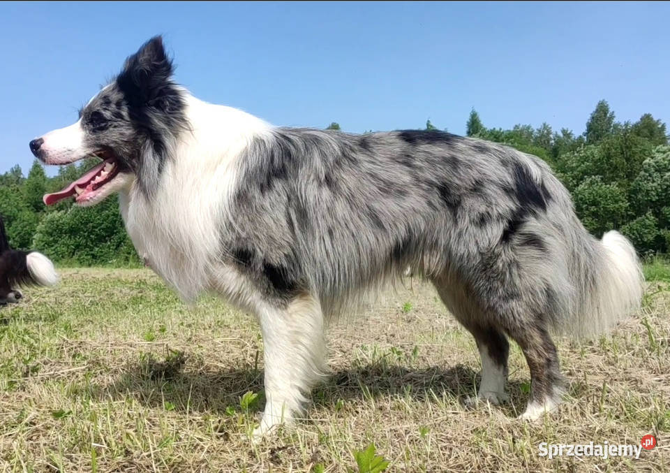 Rasowy pies bluemerle Border Collie z pełną dok podkarpackie