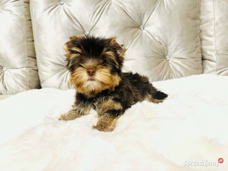 York Czekladowy piesek piękny bez wad Namysłów sprzedam