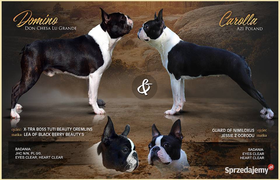 BOSTON TERRIER ZKwP DOMINO Don Chesa Lu Grande Kraków