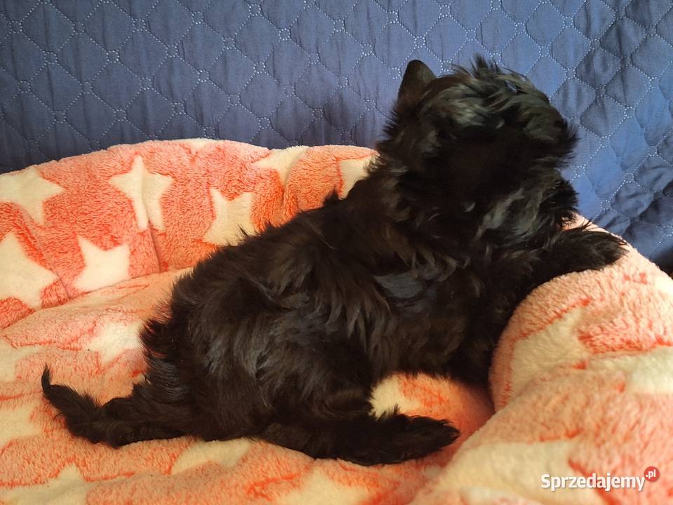 Sunia York czarna Łomża sprzedam