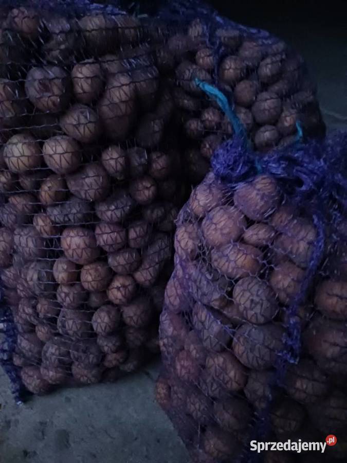 Ziemniaki paszowe 030gr Rośliny okopowe lubelskie