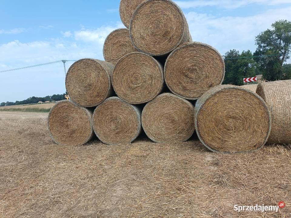 Słoma pezenna w belach Bychawa
