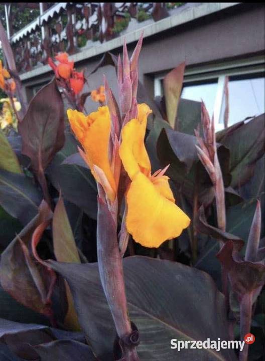 Kłącza Kanny i bulwy Dalii Kraków sprzedam