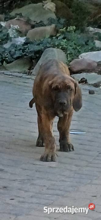 Szczeniaczki fila brasileiro