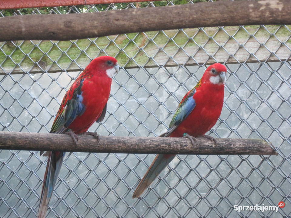 Papuga Rozella Białolica z 25 r Luboń