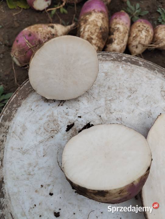 Sprzedam rzepę Rośliny okopowe Kocina sprzedam