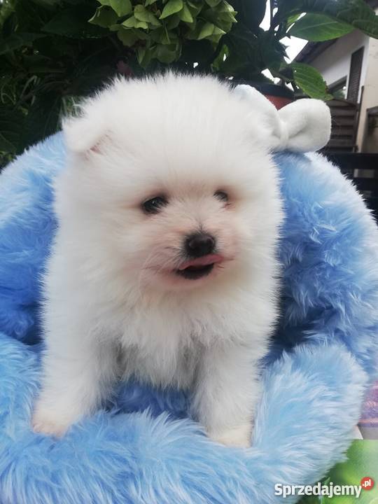 Szpic miniaturowy pomeranianbiałe kuleczki
