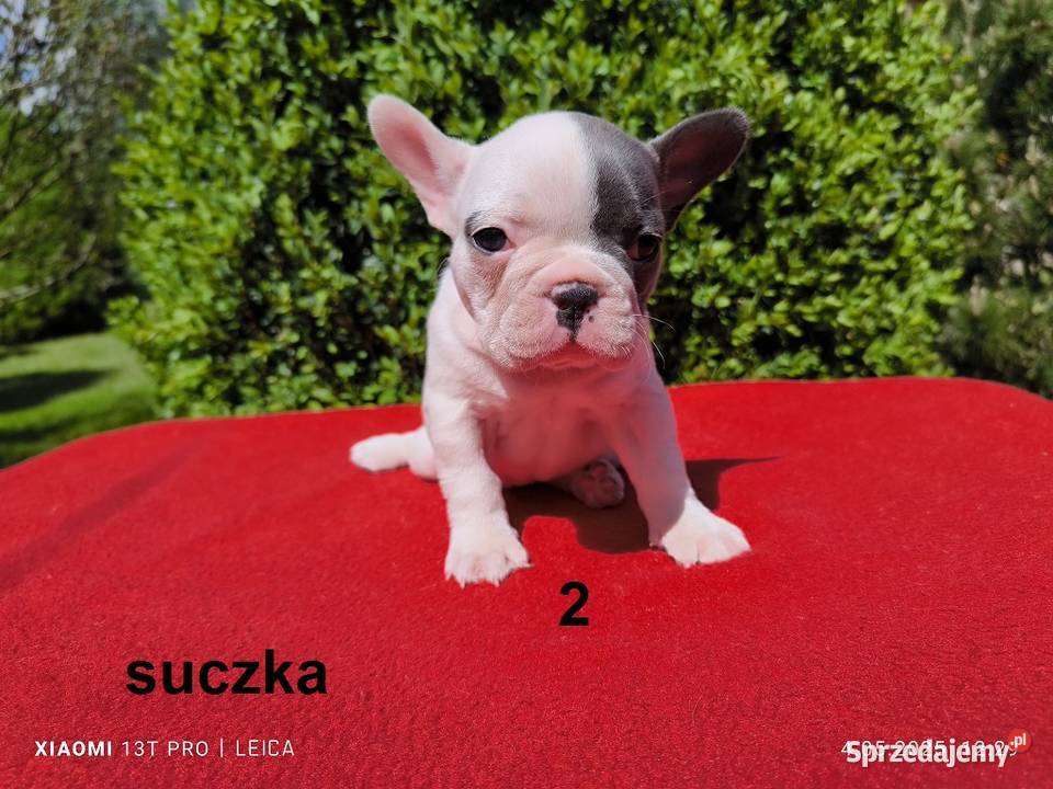 Piękne szczenięta Buldogi francuskie Buldożki Buldog Namysłów