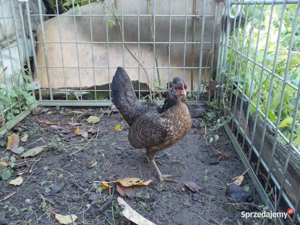 Kurki liliputki kilka kur w różnych barwach sprzedam