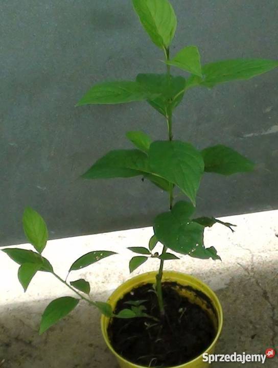 Dereń biały z czerwonymi zielonymi gałązkami Bydgoszcz