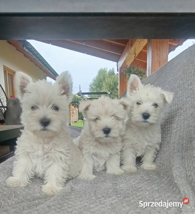 Szczeniaki rasy West Highland White Terrier Tarnów