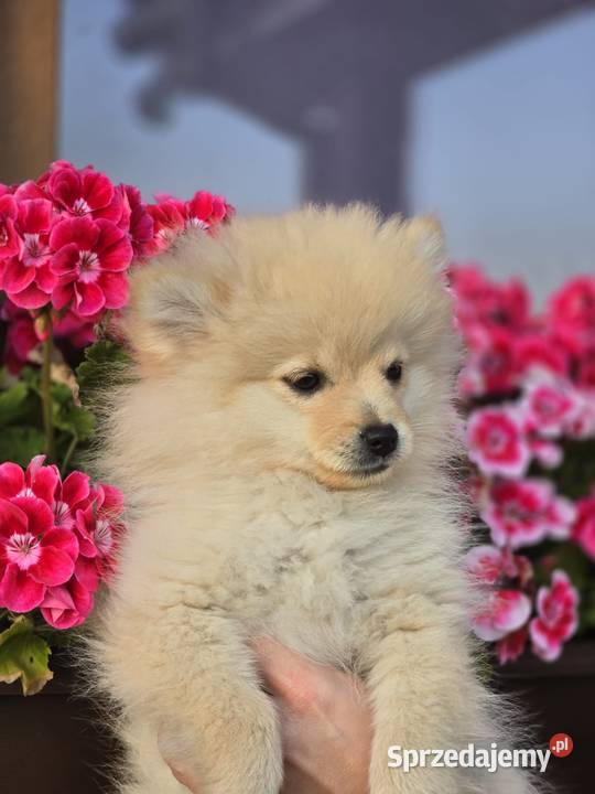 Szpic miniaturowy pomeranian Laski sprzedam