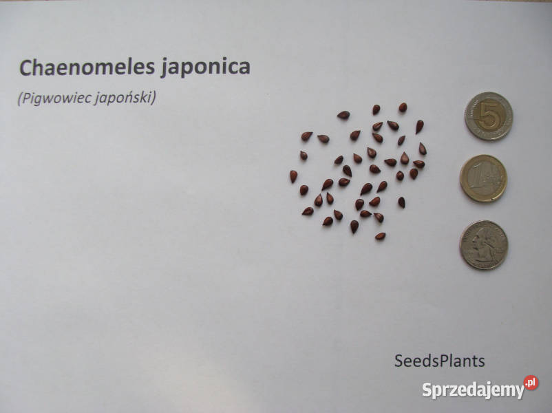 PIGWOWIEC JAPOŃSKI Chaenomeles japonica NASIONA Lubanie sprzedam