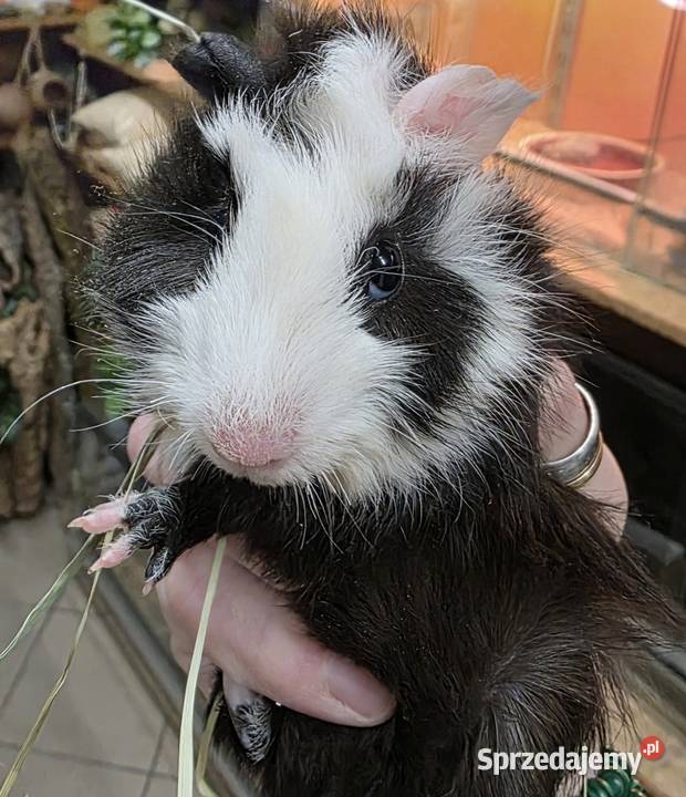 Świnka morska cavia domowa cawia Gryzonie Tarnów sprzedam