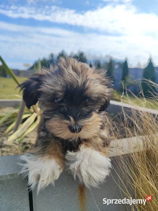 Hawańczyk rodowód FCI Poraj