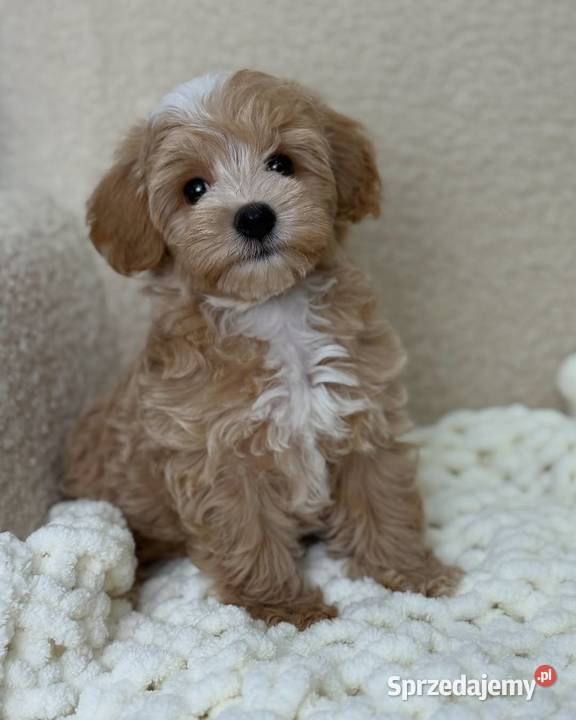 Maltipoo mini małopolskie