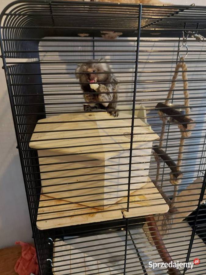 Małpka Marmozeta Białoucha Warszawa sprzedam