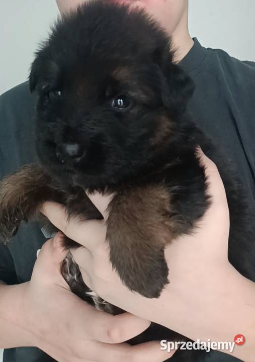 Szczeniaki owczarki niemieckie długowłose ZKWP