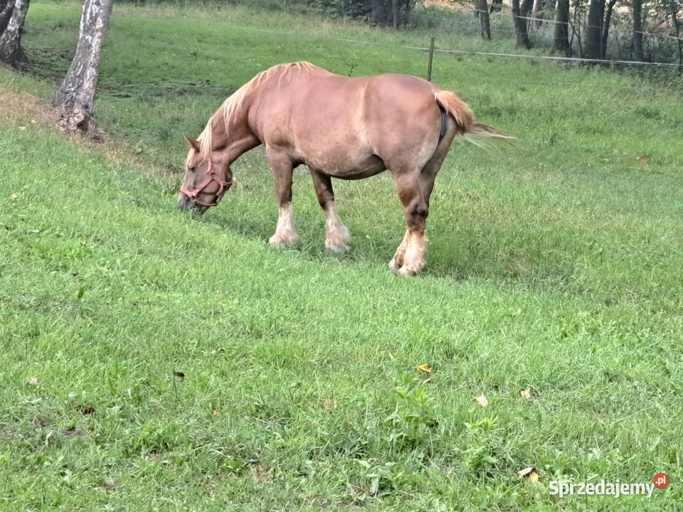 Klacz i zrebicę lubelskie Natalin