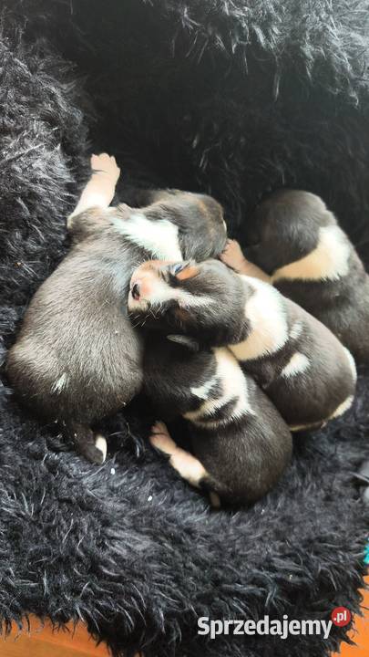 Szczenięta Beagle do rezerwacji Jabłonna Lacka