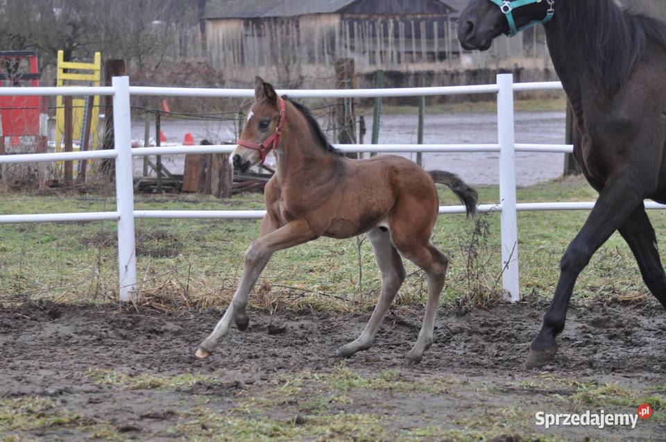 Ogierek małopolski źrebak Konie Mogielnica