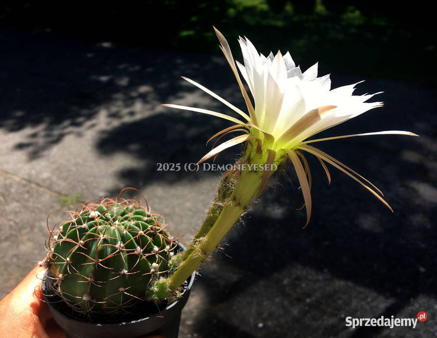 Kaktus Echinopsis Lobivia białe kwiaty Kraków sprzedam