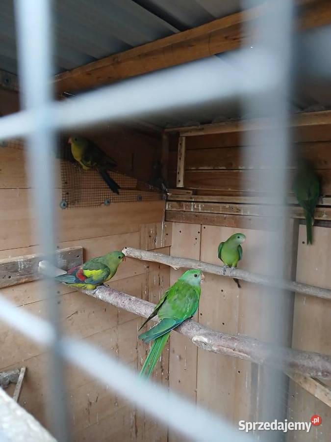 Bergi i barabandy Rżyska sprzedam