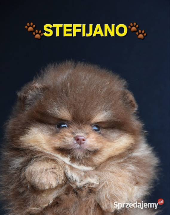 Pomeranian Boo Szczenięta w kolorze CHOCOLATE lubelskie sprzedam