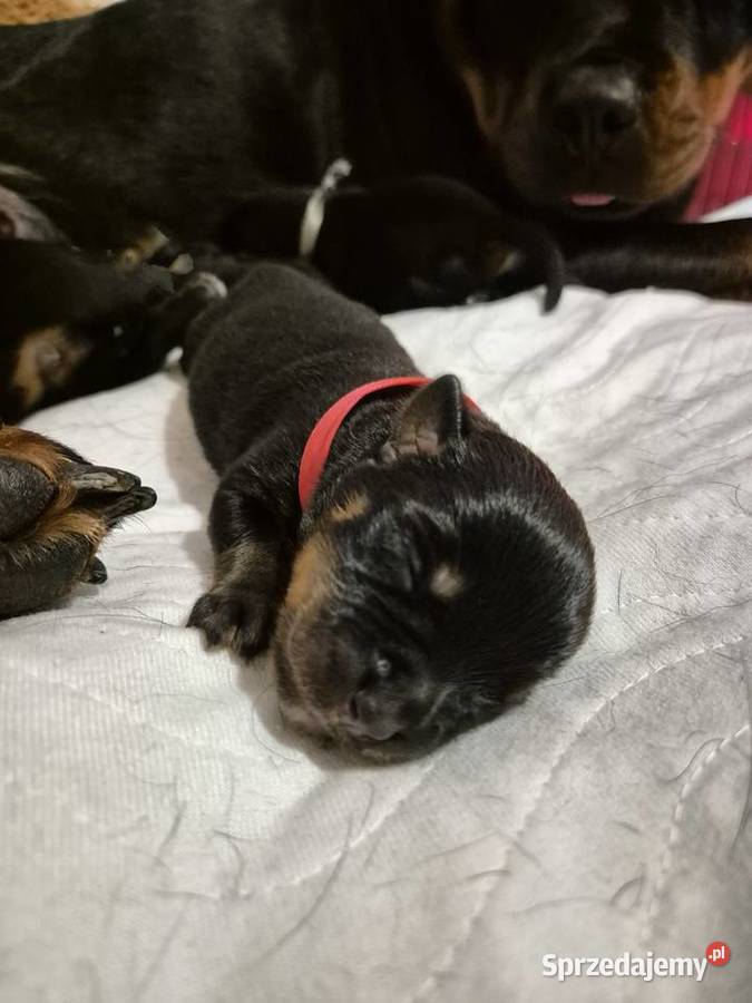 Rottweiler Szczenięta do Rezerwacji Odbiór