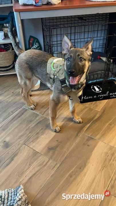 Suka Owczarek Belgijski Lublin