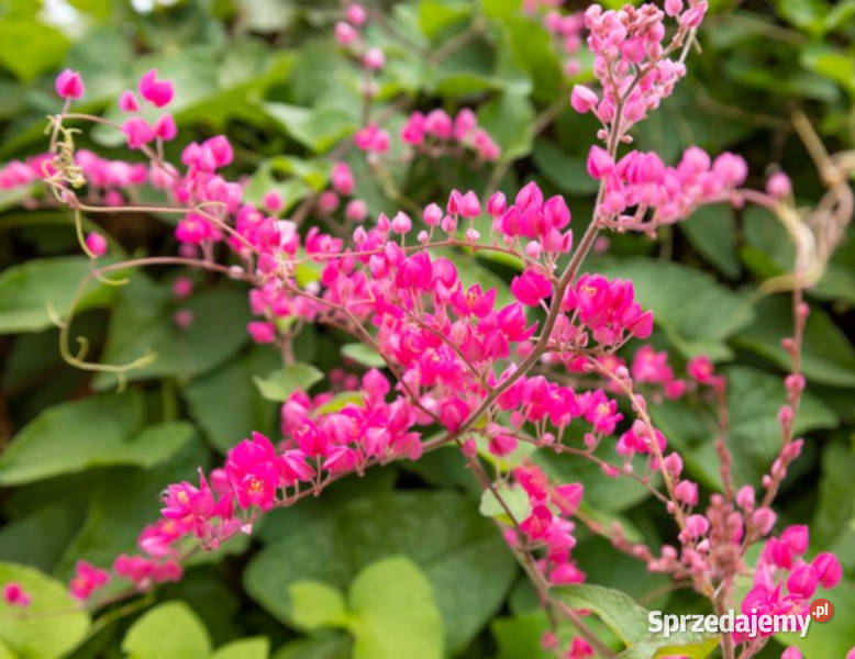 ANTIGONON CIENKOOGONKOWY Antigonon leptopus kujawsko-pomorskie Lubanie