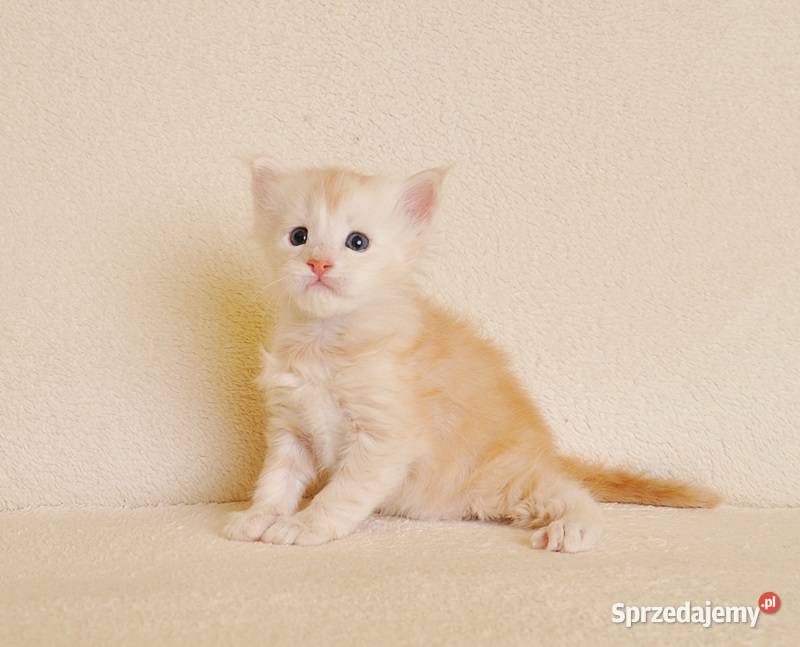 Przepiękny biszkoptowy kocurek z Rodowodem Białystok