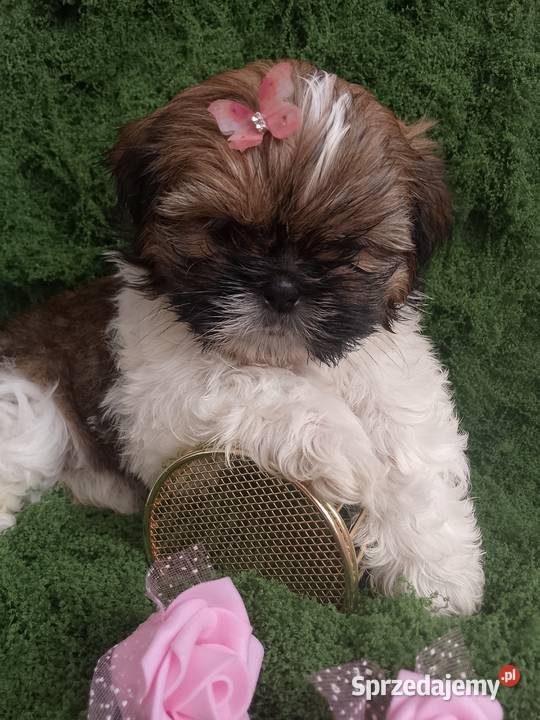 DO ODBIORU ostatnia suczka rasy ShihTzu Byczyna