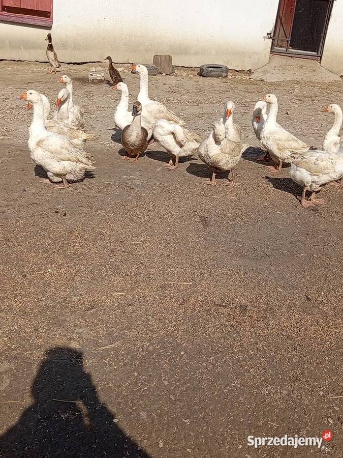 Sprzedam gęsi białe 200 sprzedam