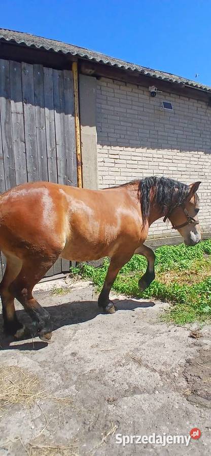 Sprzedam zrebice Waniewo